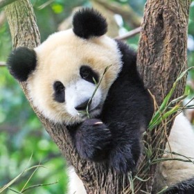 Puzzle Panda, Leu Si Tigru, 3X49 Piese Ravensburger - 1